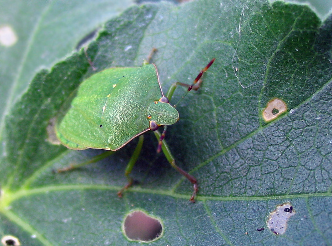 Nezara viridula